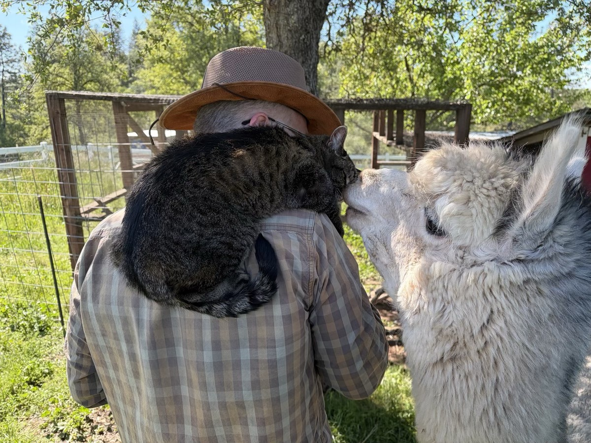 A fluffy alpaca snuffling a tabby cat perched on the shoulder of an old white dude.