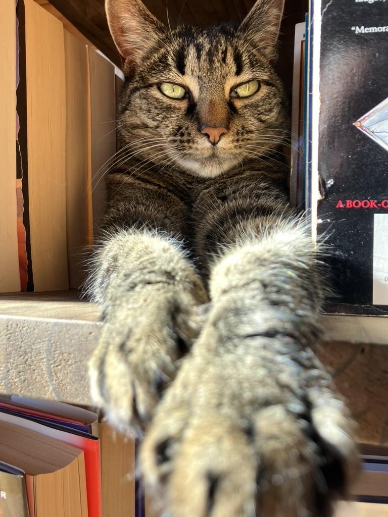 Tabby kitty stretches out her front paws as she lounges between rows of books on a bookshelf.