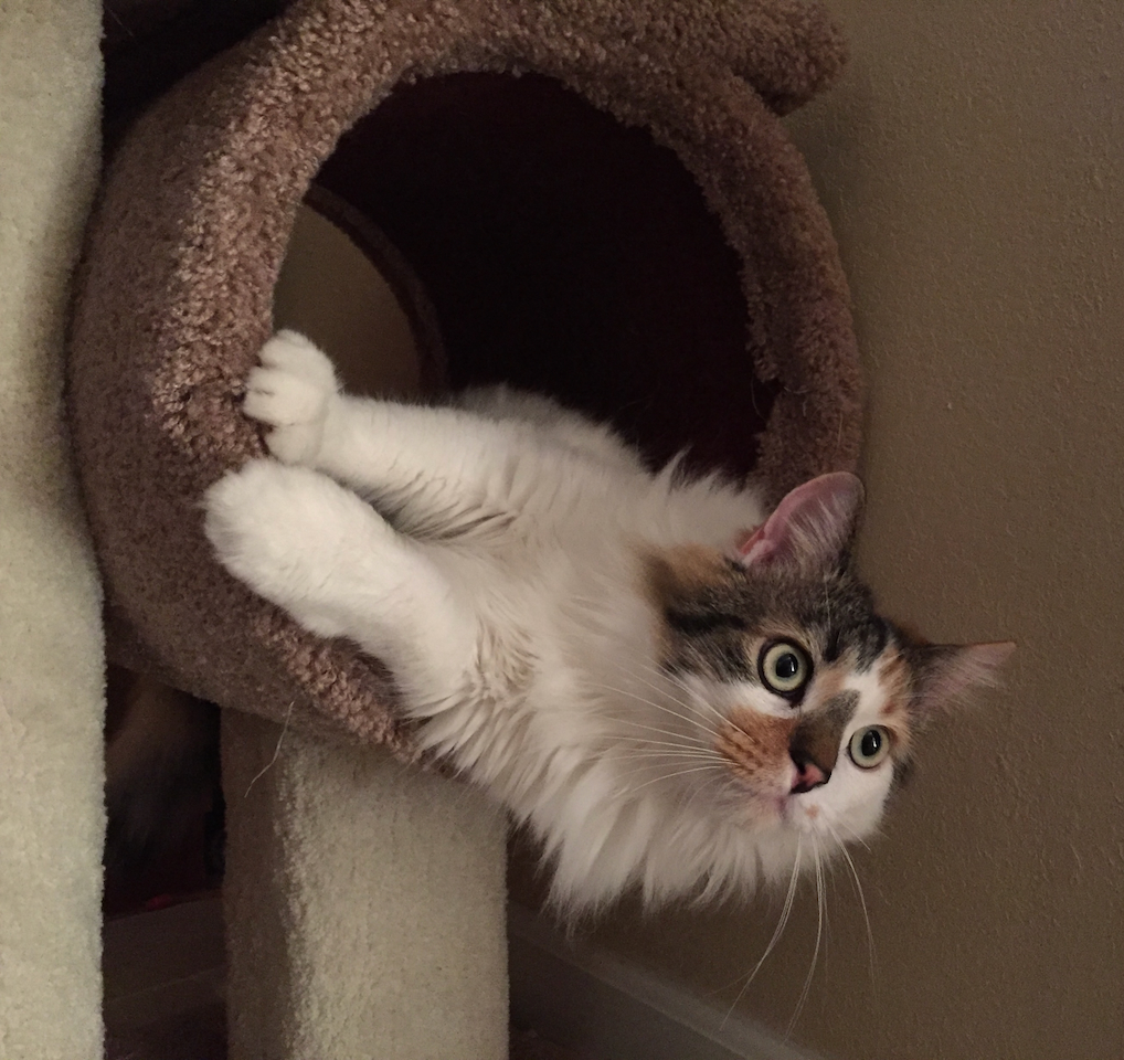 Calico kitty hangs out of a cat tree tube like a motorcycle racer.