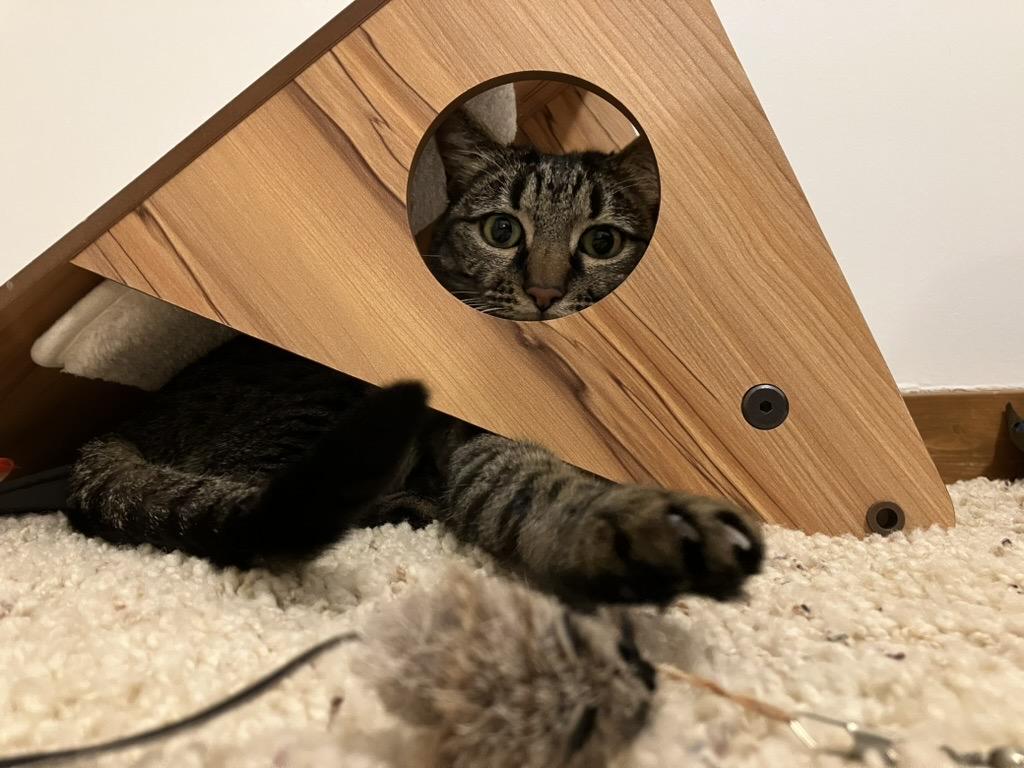 Tiny tabby kitty stalks a toy mouse from within a scratching post.