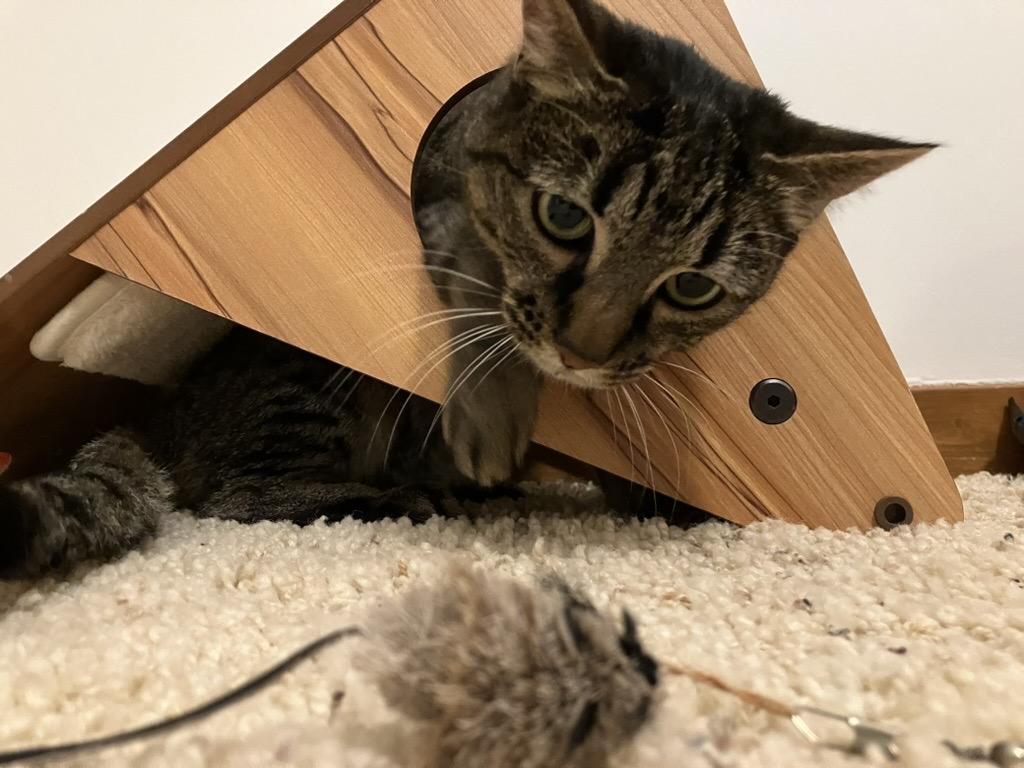 Tiny tabby kitty stalks a toy mouse from within a scratching post.